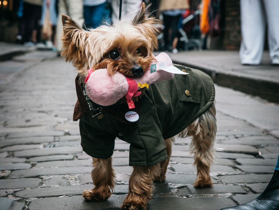 Watch: Yorkie gives a dog's eye view of York in his travel video | YorkMix