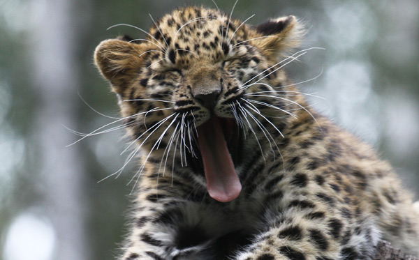 amur-leopard-cub