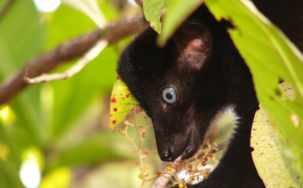 blue-eyed-black-lemur