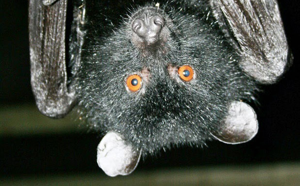 livingstones-fruit-bat