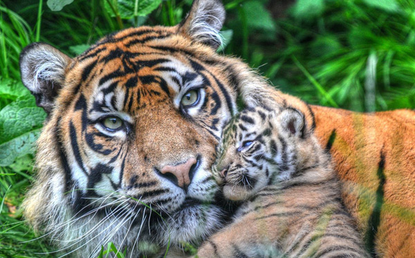sumatran-tiger-and-cub
