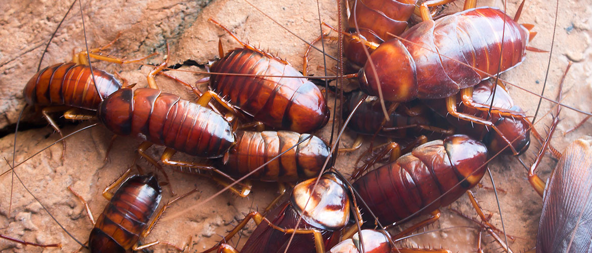 cockroaches in kitchen sink