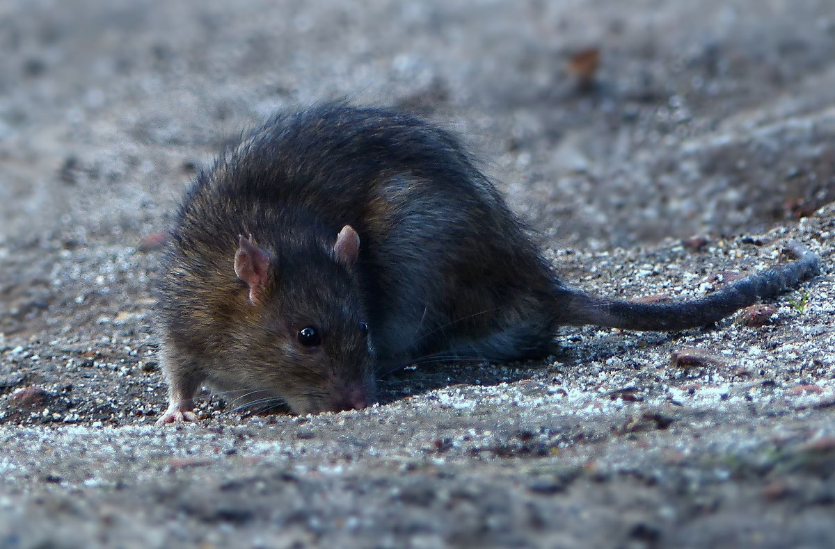 ‘Rats in the bins and too few benches’ – York residents answer the ...