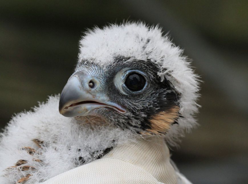 Aww The York Minster Peregrine Falcon Chicks Have Hatched