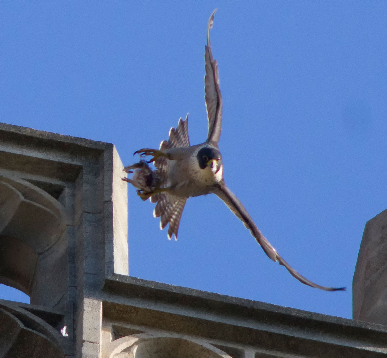 Aww The York Minster Peregrine Falcon Chicks Have Hatched