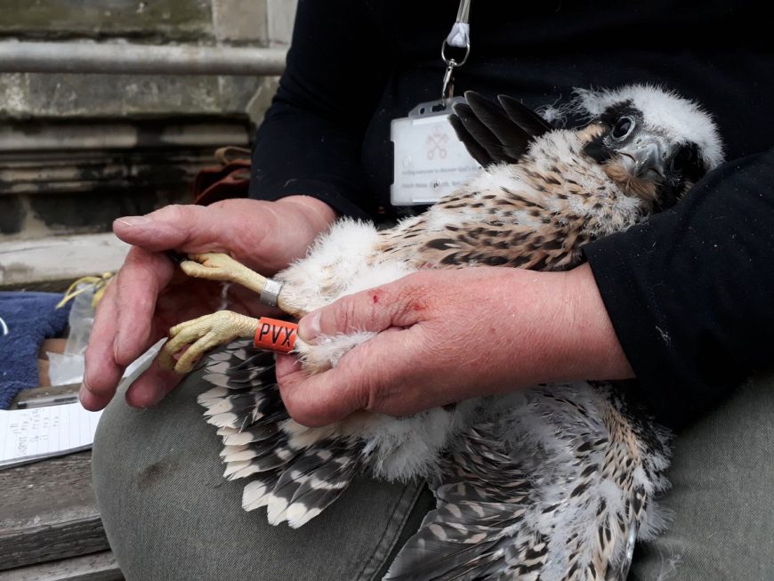 Aww The York Minster Peregrine Falcon Chicks Have Hatched