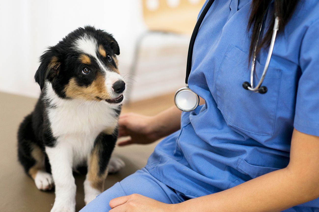 Plan to open 24-hour animal hospital in York | YorkMix