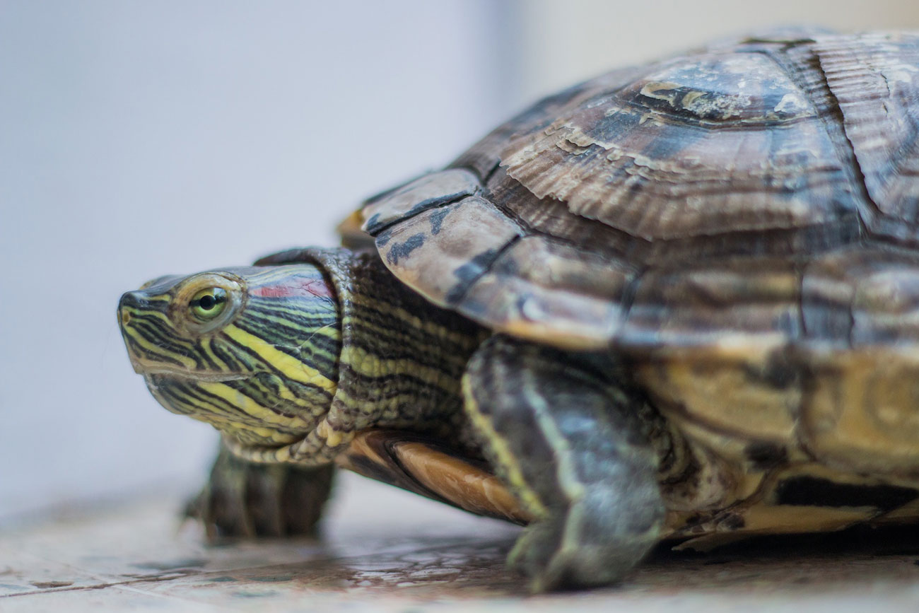 Terrapin abandoned in York one of 240 calls to North Yorkshire RSPCA ...