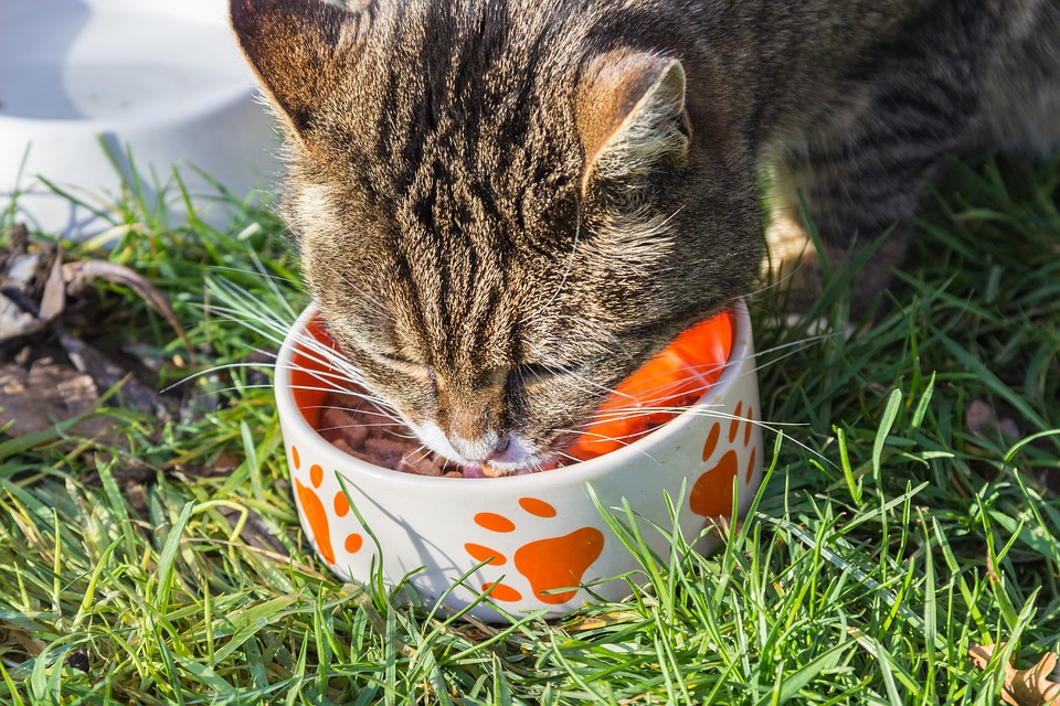 Why Are Cat Foods So Expensive? YorkMix