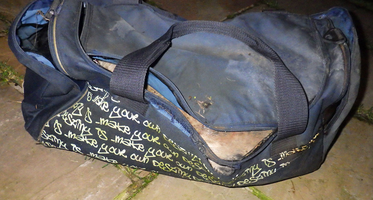 Dead dog found in bag in a stream in York | YorkMix