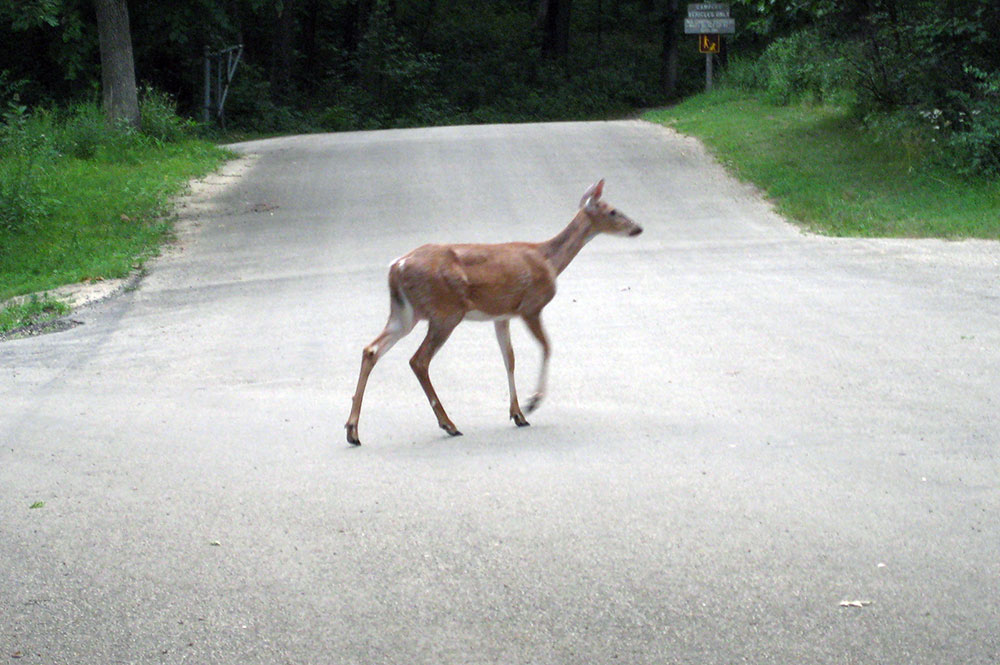 Sixteen collisions involving motorists and deer reported in one month 
