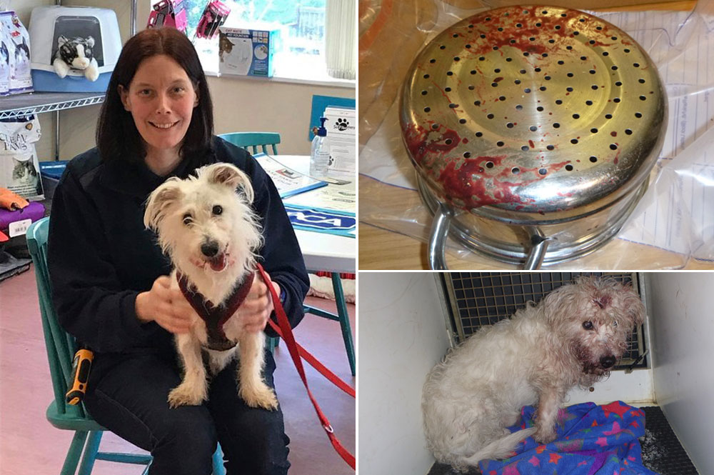 Dog who was beaten with a colander by his owners makes amazing recovery in his new York home