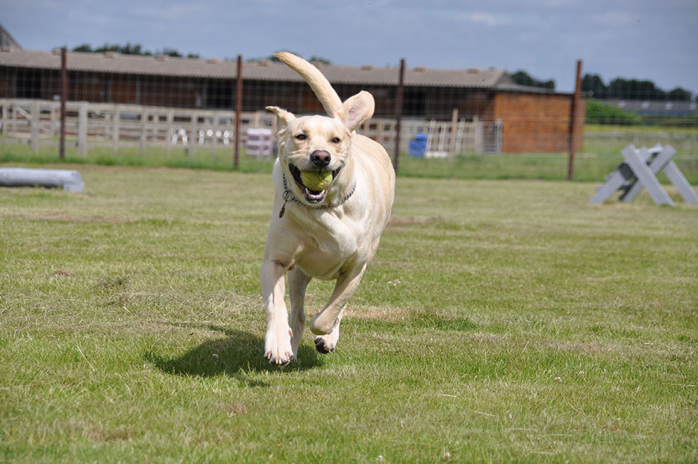 Welcome to ‘your dog’s new favourite place in York’ - YorkMix