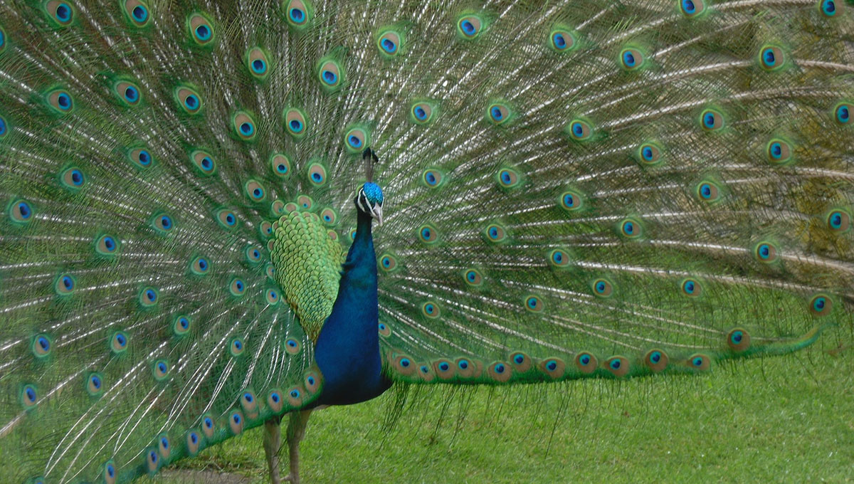 Peacock on X: .@CSimmsQB and @KathrynTappen bringing you more