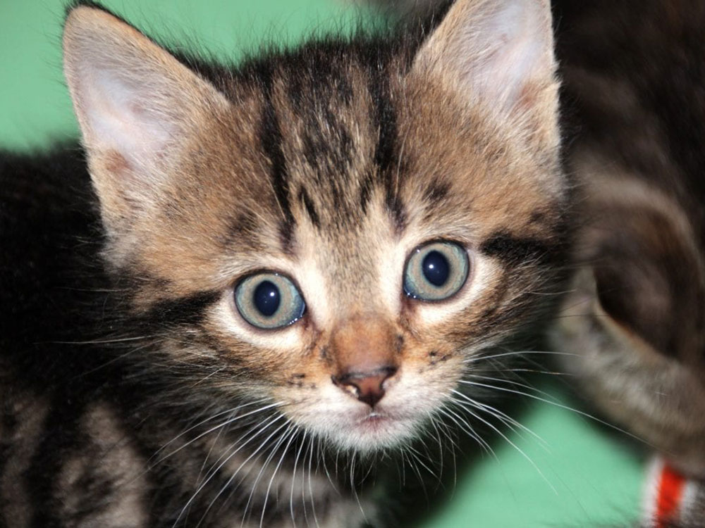 Firefighters rescue cat stuck behind a toilet in York | YorkMix