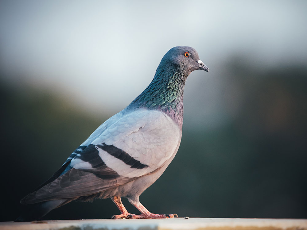 Teenagers to learn about animal cruelty and make bird boxes after ...