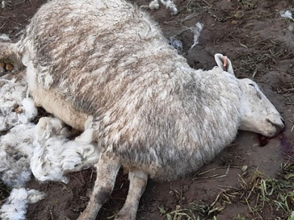 Sheep Savaged To Death In York – Police Launch Enquiry | YorkMix