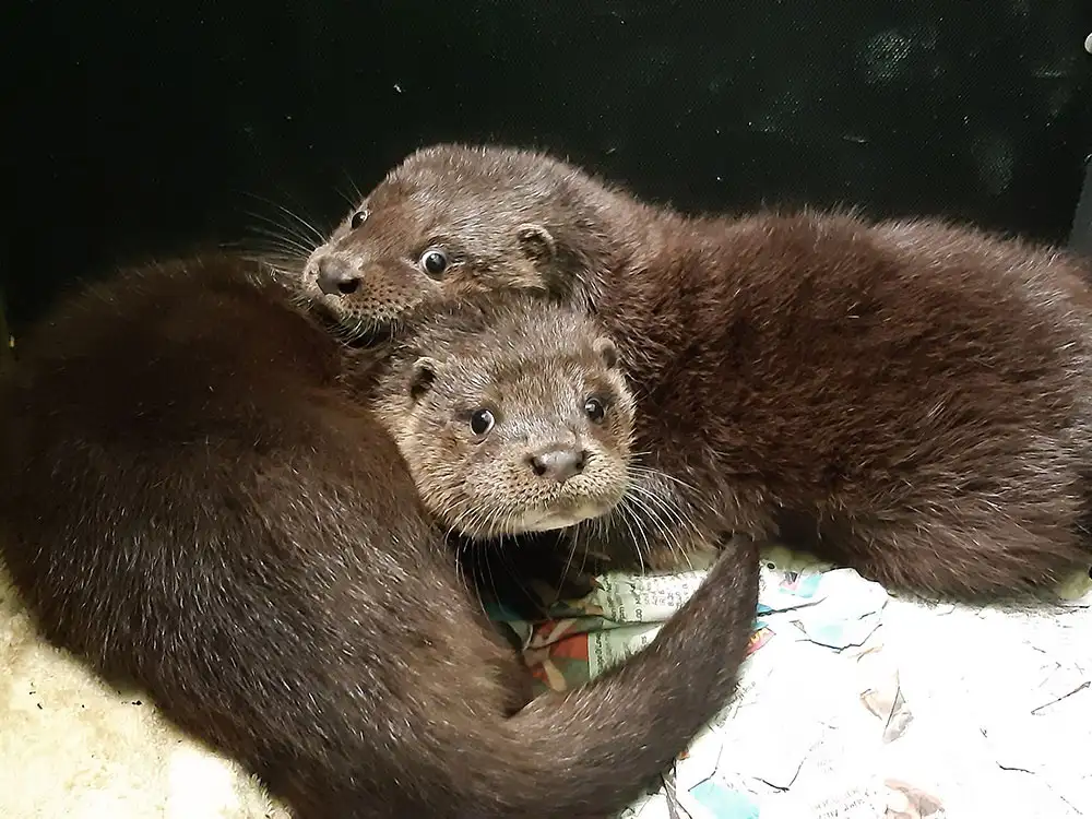 Otters found orphaned near Castle Howard to get a new home on the River ...