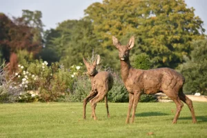 North Yorkshire attraction to open its largest ever outdoor exhibition
