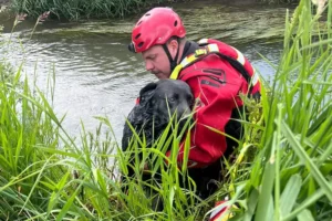 Firefighters rescue Winston the dog after he got stuck in water