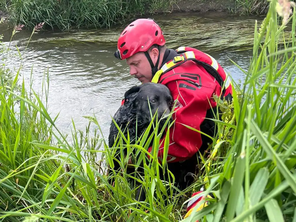 Firefighters rescue Winston the dog after he got stuck in water