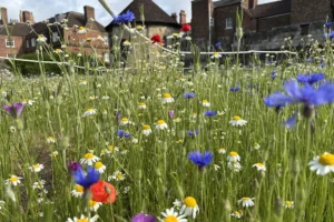 Take a look at this blooming beautiful wildflower meadow in York