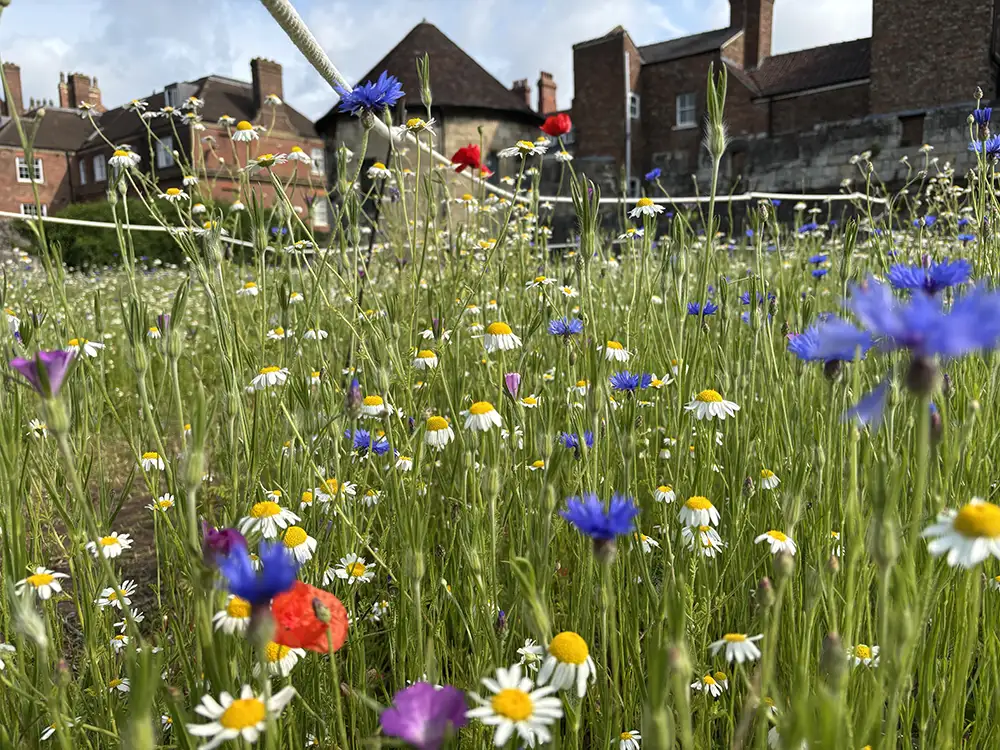 Take a look at this blooming beautiful wildflower meadow in York