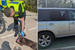 Police rescue dog suffering distress in hot car in York