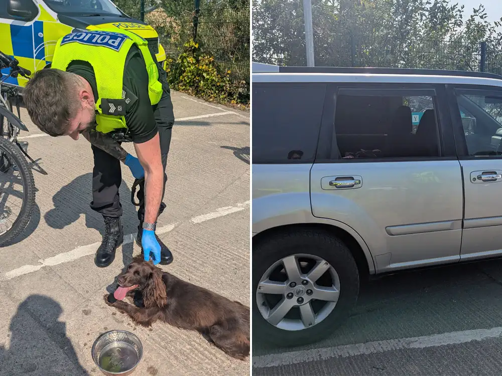 Police rescue dog suffering distress in hot car in York